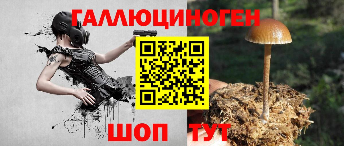Карачаевск  Галлюциногенные грибы Cubensis  Вход с VPN 